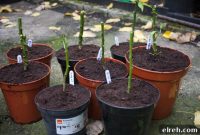 How to Overwinter Chili and Pepper Plants