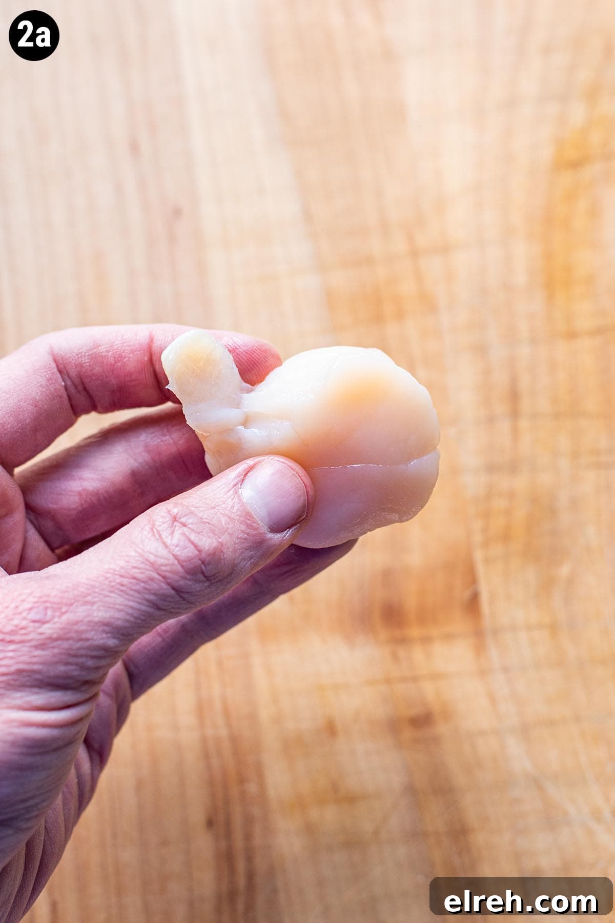 Sweet and Smoky Bacon Wrapped Scallops 4 Hand holding a raw scallop with the side muscle coming off the body of the scallop.