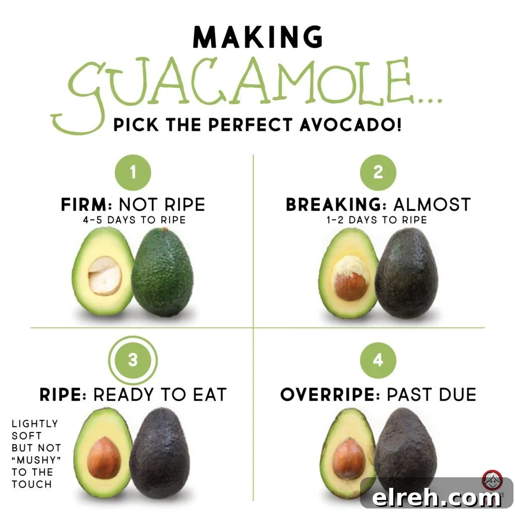 Life Cycle of Avocado
