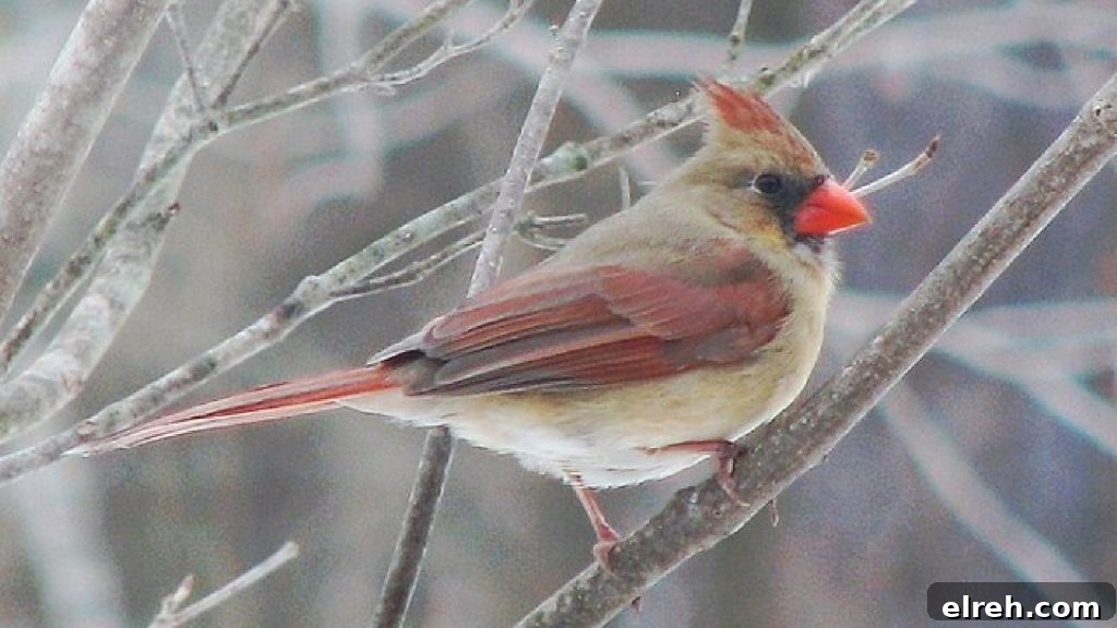 11 Winter Birds That Don't Need Backyard Feeders 2 Northern Cardinal perched