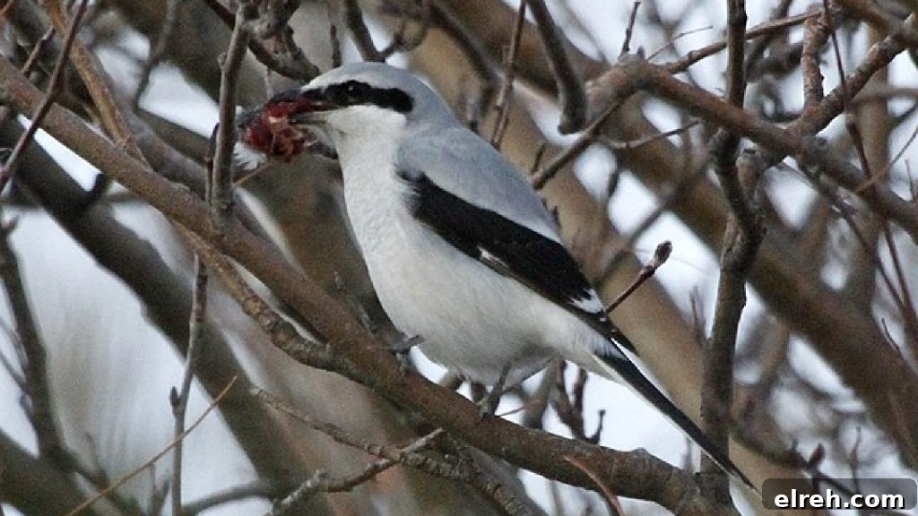 11 Winter Birds That Don't Need Backyard Feeders 11 Northern Shrike perched