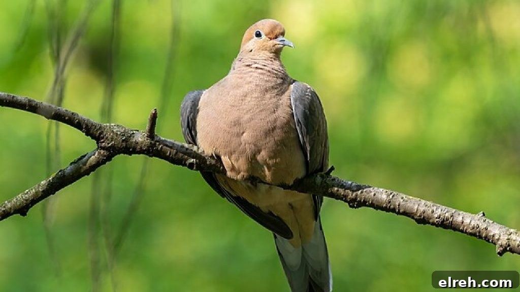 11 Winter Birds That Don't Need Backyard Feeders 12 Mourning Dove on a branch