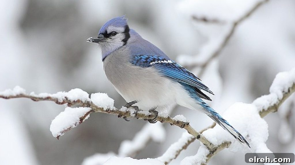 11 Winter Birds That Don't Need Backyard Feeders 3 Blue Jay perched