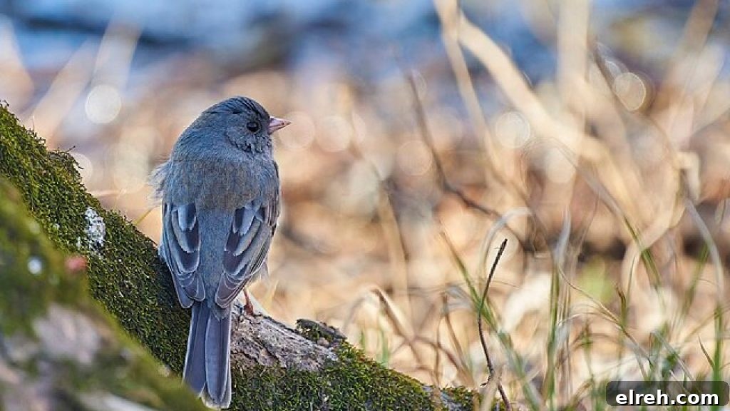11 Winter Birds That Don't Need Backyard Feeders 4 Dark-eyed Junco on the ground