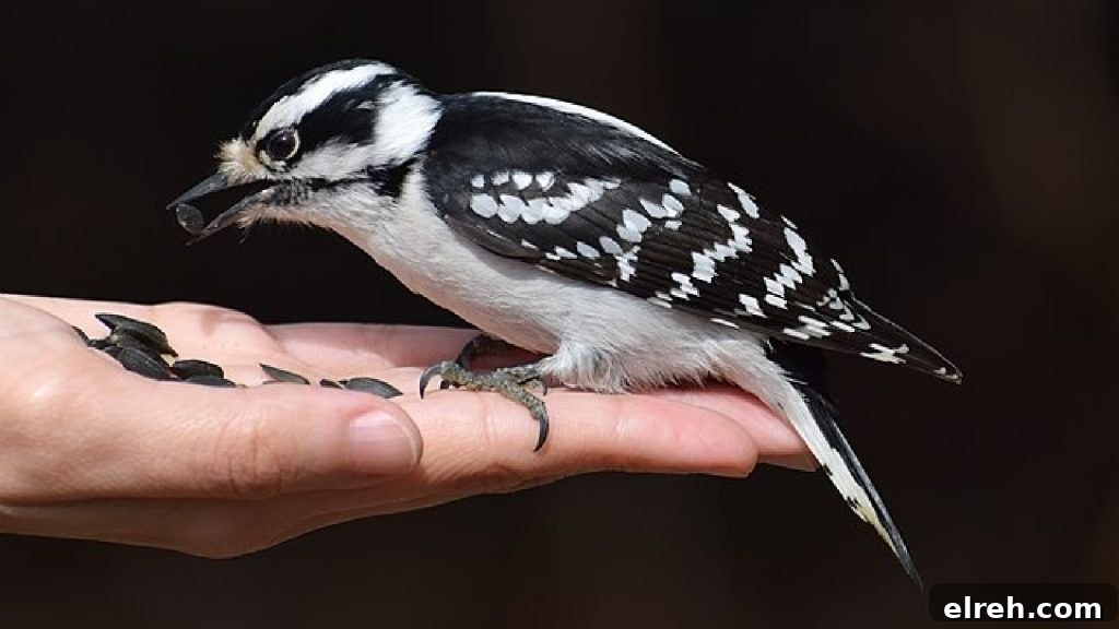 11 Winter Birds That Don't Need Backyard Feeders 5 Downy Woodpecker on tree bark