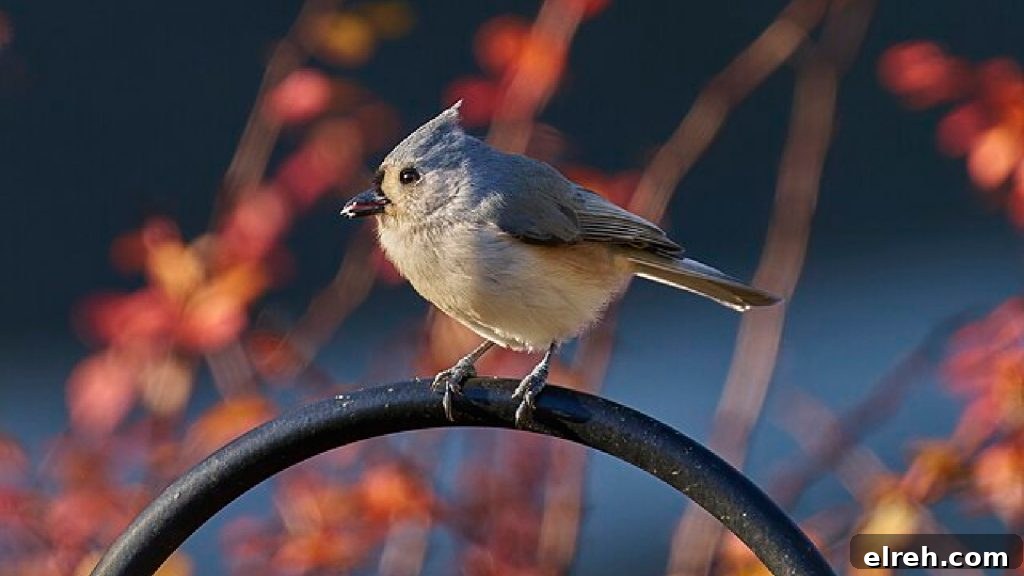 11 Winter Birds That Don't Need Backyard Feeders 6 Tufted Titmouse perched