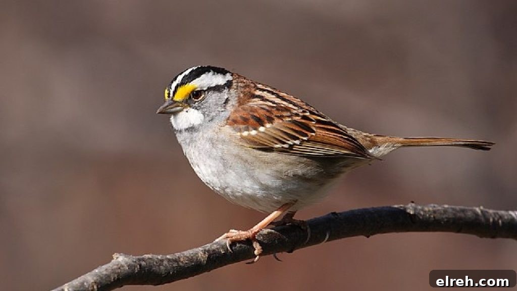 11 Winter Birds That Don't Need Backyard Feeders 7 White-throated Sparrow on the ground