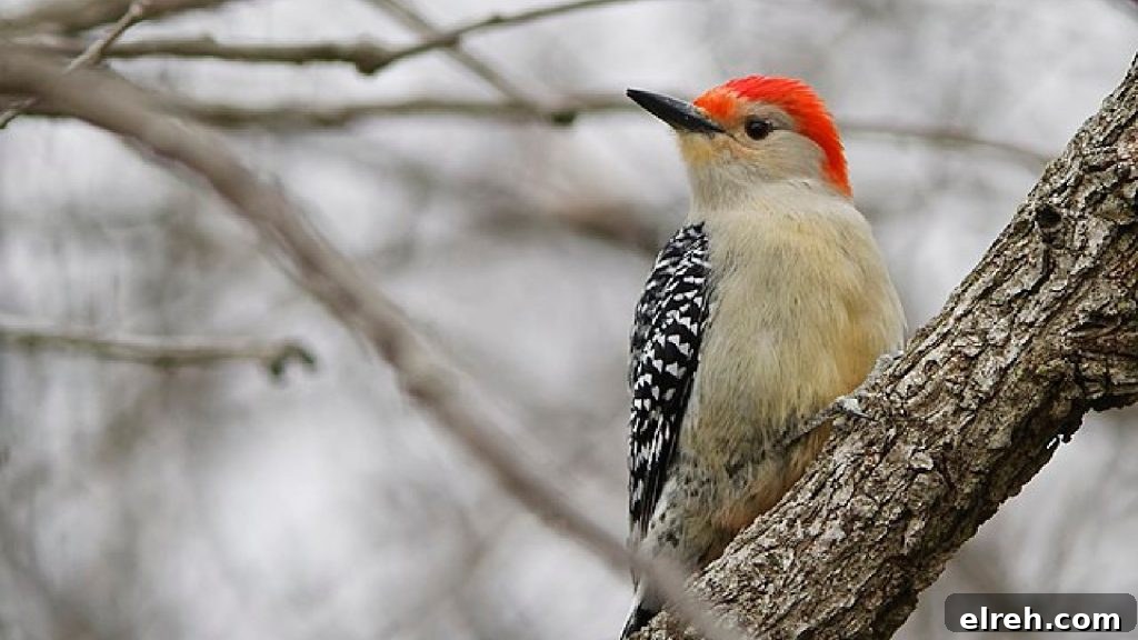 11 Winter Birds That Don't Need Backyard Feeders 8 Red-bellied Woodpecker on tree trunk