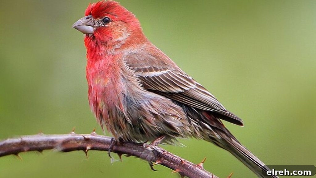 11 Winter Birds That Don't Need Backyard Feeders 10 House Finch on feeder post