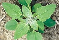 How to Grow Quinoa in Your Garden