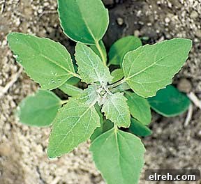 lambs quarters lambs quarters