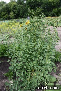Quinoa in the Garden Quinoa in the Garden