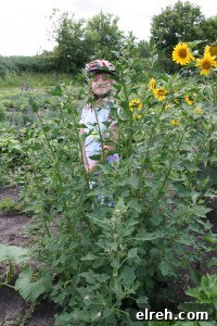 quinoa tall in the garden Quinoa in the garden