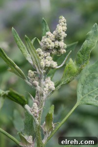 Quinoa seed head Quinoa seed head