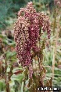 amaranth amaranth