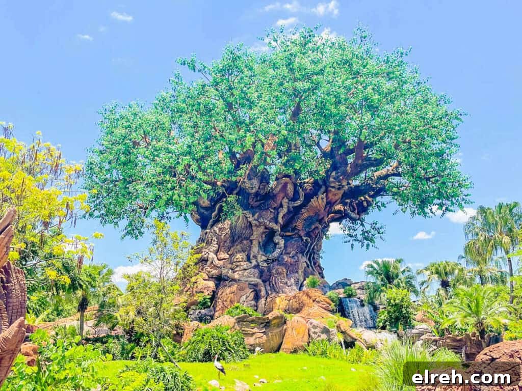 Tree of Life at Disney's Animal Kingdom.