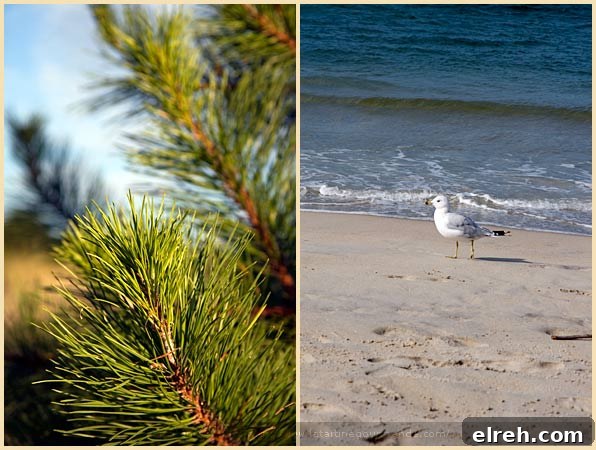 crane beach