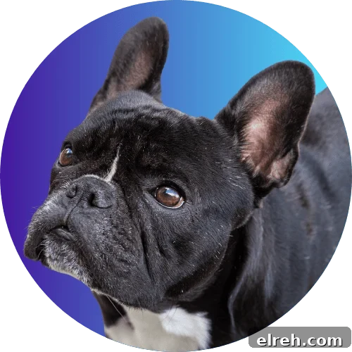 September 2023 Guide to Key Dates Events and Updates 4 Black French bulldog standing in front of blue ombre background.