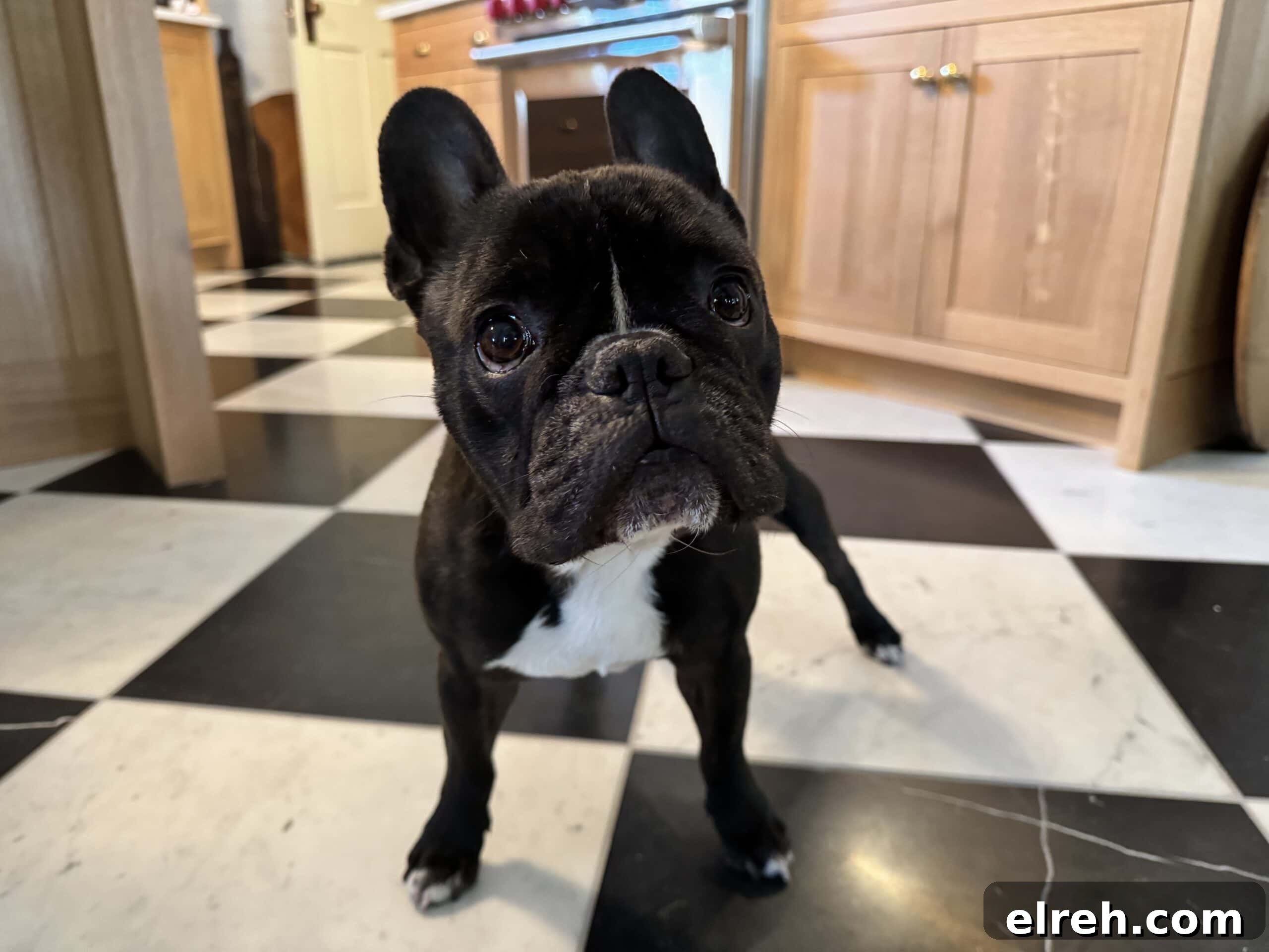 September 2023 Guide to Key Dates Events and Updates 5 Black French bulldog standing on marble checkerboard floor in kitchen looking at the camera.