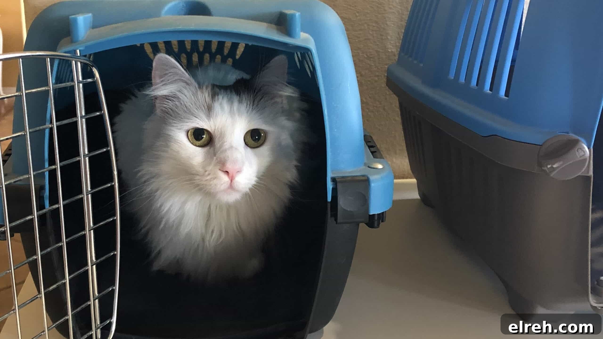 Dr. Bronner's Guide to Pet Care and Cleaning 11 Lisa's cat in a crate.