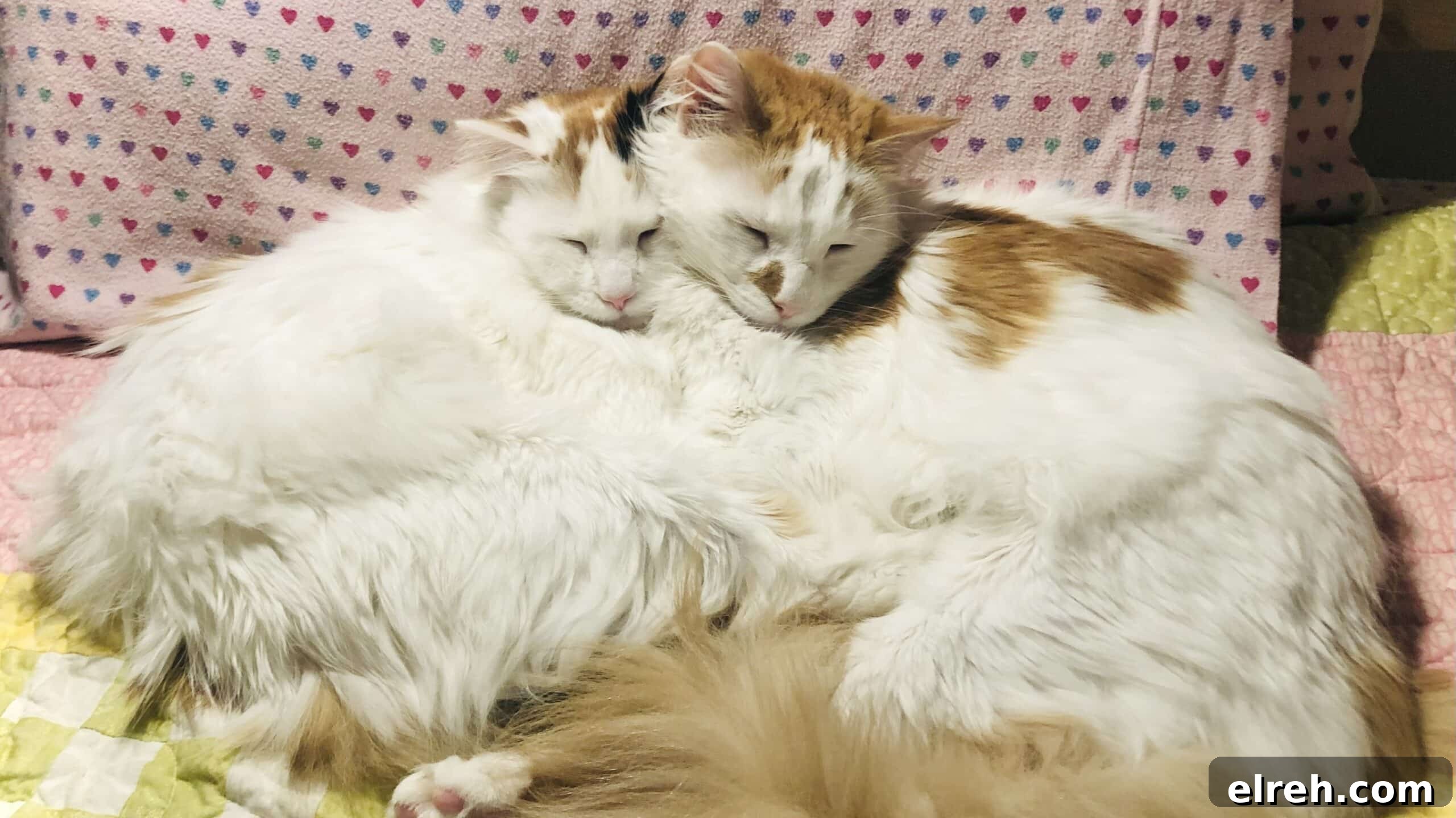 Dr. Bronner's Guide to Pet Care and Cleaning 13 Lisa's two cats cuddling.