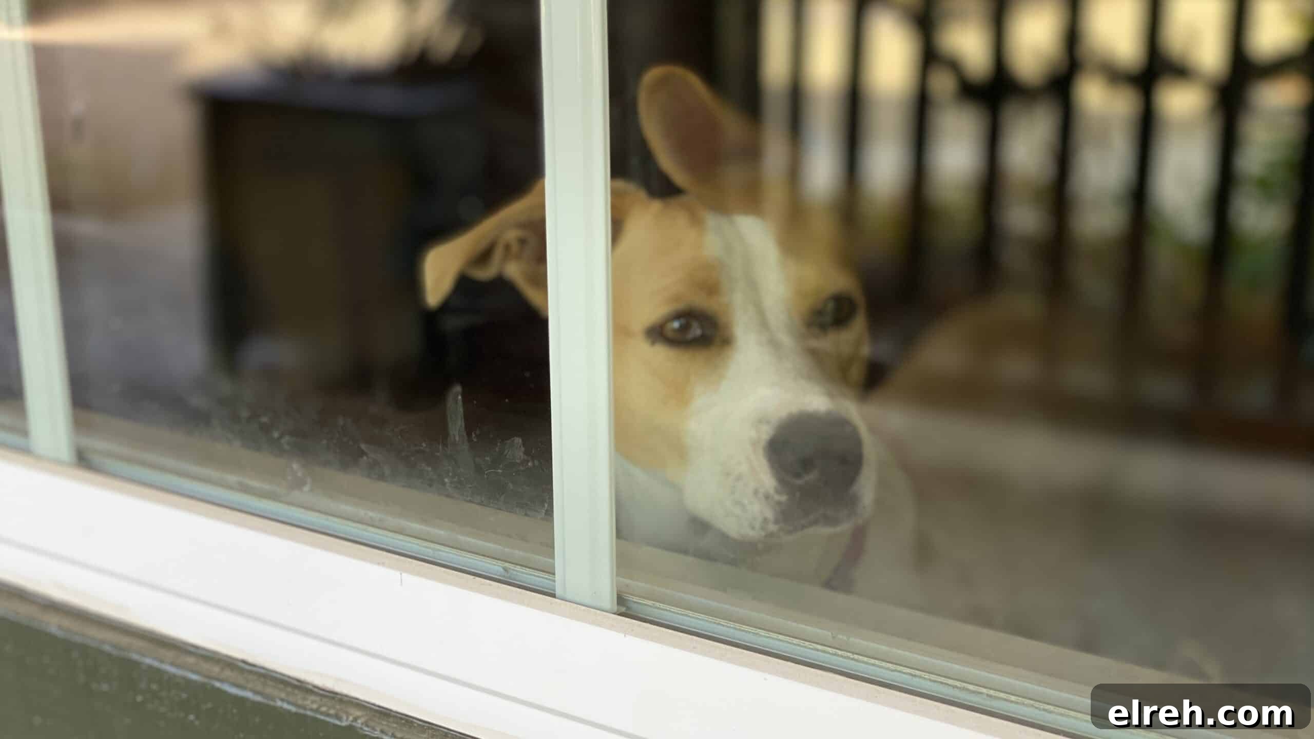 Dr. Bronner's Guide to Pet Care and Cleaning 14 Lisa's dog looking out window and leaving nose prints on glass.