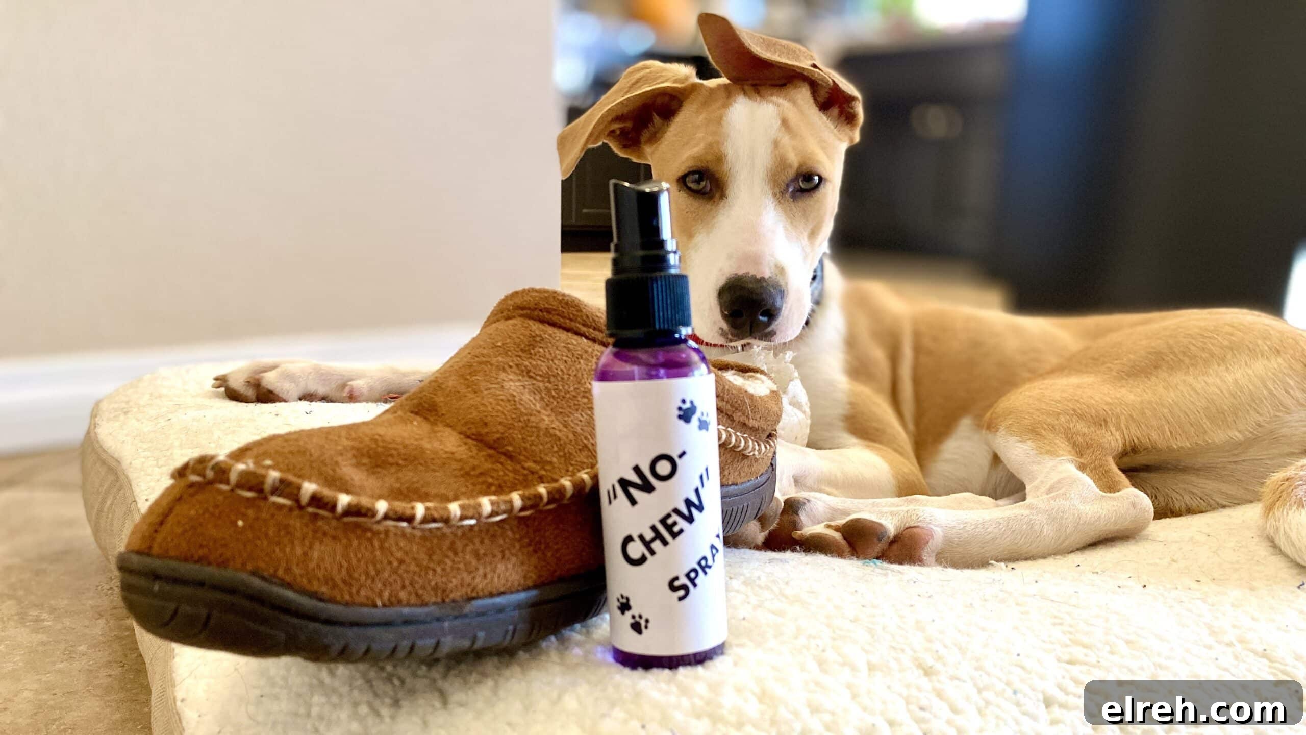 Dr. Bronner's Guide to Pet Care and Cleaning 15 Dog with a shoe and Lisa's