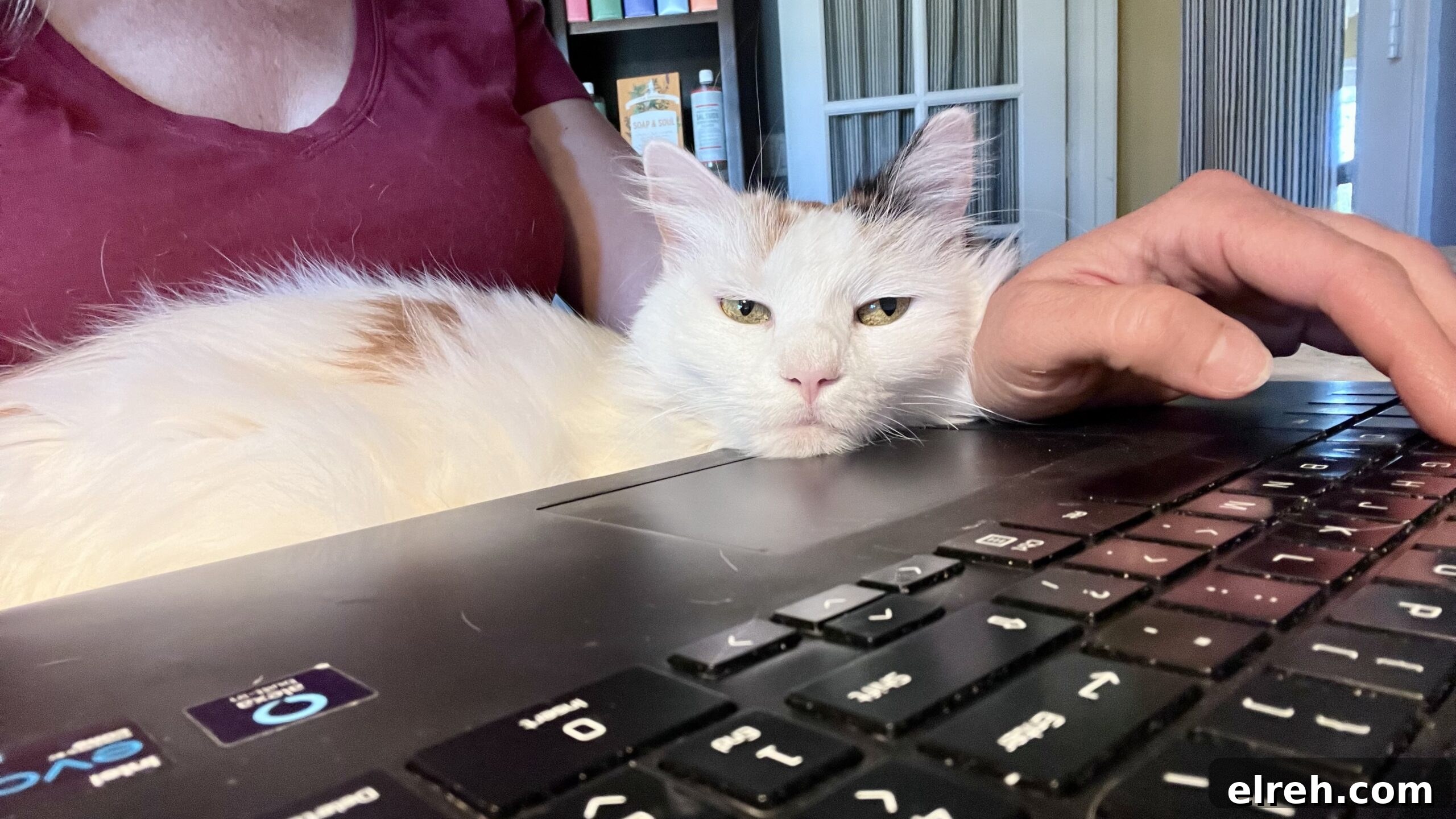 Dr. Bronner's Guide to Pet Care and Cleaning 16 Lisa at her computer doing work with her cat on her lap.