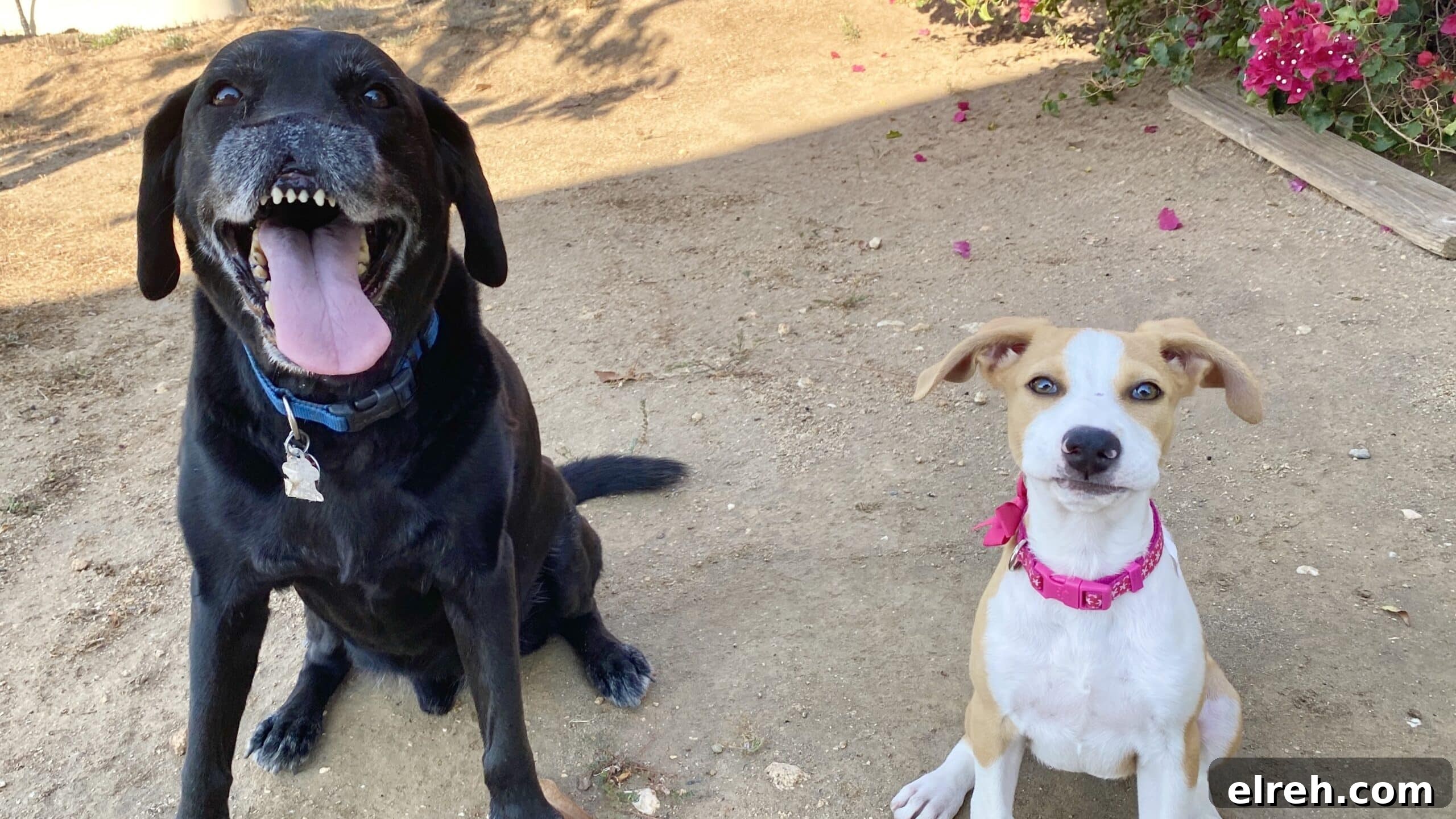 Dr. Bronner's Guide to Pet Care and Cleaning 3 Two of Lisa's dogs smiling at the camera.