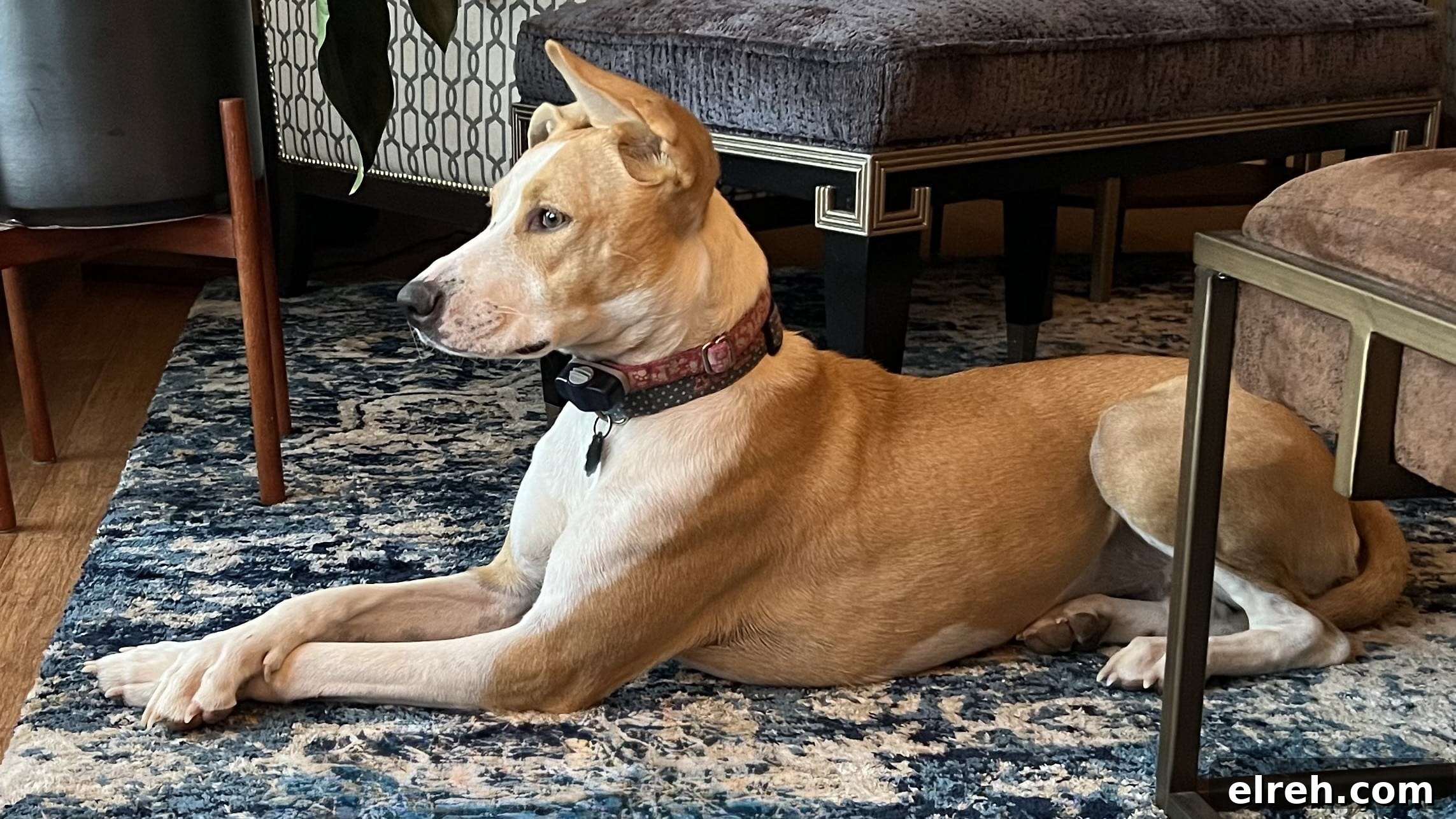 Dr. Bronner's Guide to Pet Care and Cleaning 4 Lisa's dog Sadie laying on the carpet.