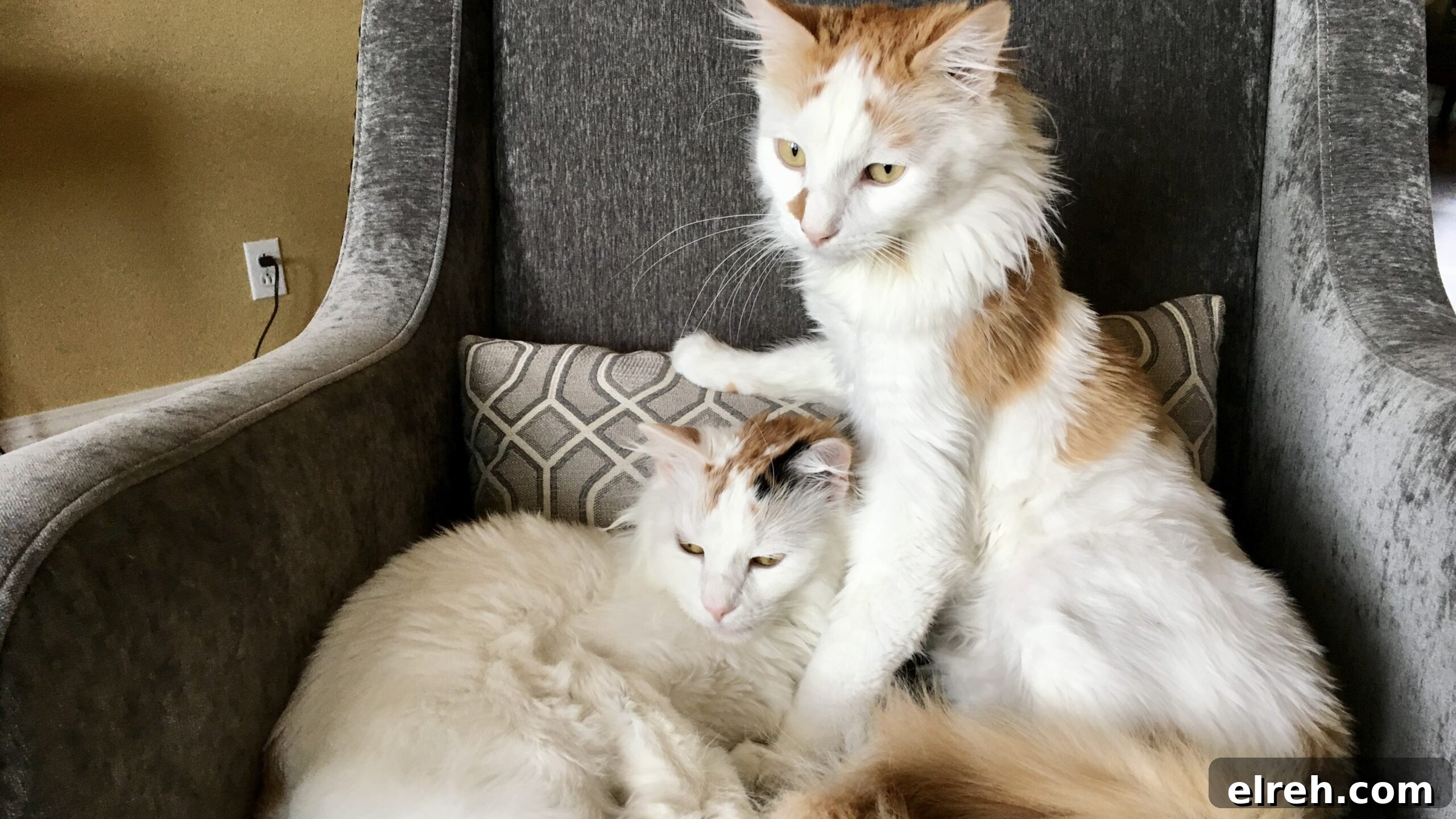 Dr. Bronner's Guide to Pet Care and Cleaning 6 Lisa's cats sitting together in a chair.