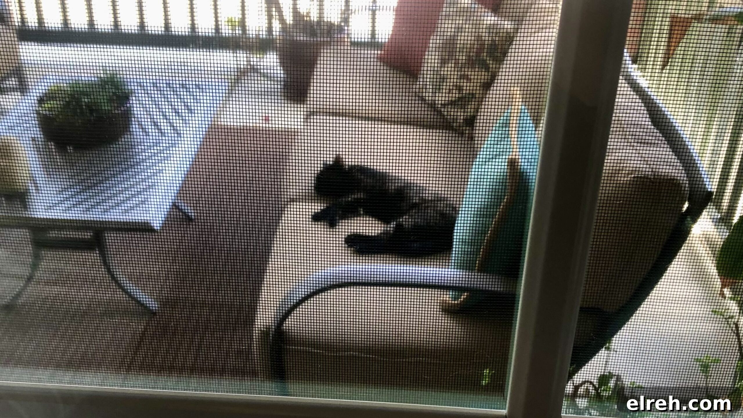 Dr. Bronner's Guide to Pet Care and Cleaning 7 Lisa's cat laying on couch outside.