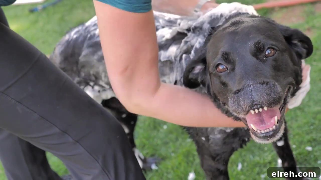Dr. Bronner's Guide to Pet Care and Cleaning 8 Lisa washing her dog.